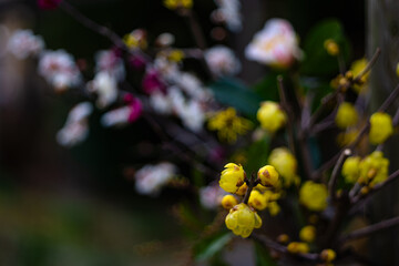 蝋梅の黄色い花20220203