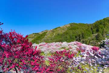 Obraz premium 長野県阿智村 花桃の里