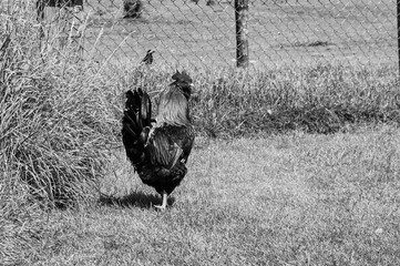 A black and white photo of a chicken standing in a grassy field