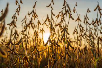Sunlight filters through tall soybean plants, casting a golden hue across the field at dusk, evoking a peaceful rural evening