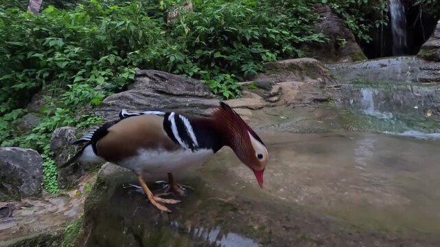 Cute mandarin ducks in a garden. 