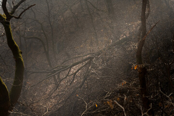 쓰러진 나무 위로 비춰지는 빛