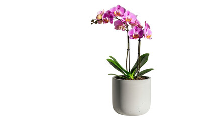 Fototapeta premium Pink Phalaenopsis orchid in a light gray ceramic pot, blooming houseplant with vibrant petals, isolated PNG with Transparent Background