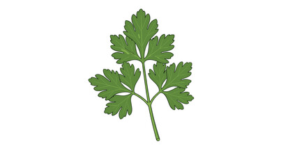 Fototapeta premium Single fresh green parsley sprig with multiple leaves and a stem presented as a clean illustration on a white background.