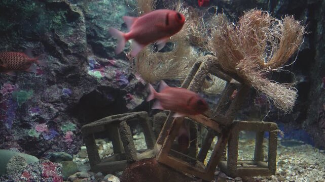 Red soldierfish swimming near concrete blocks and fibrous sea plants in a large aquarium. The underwater scene features rocky formations and sandy terrain in a marine habitat simulation.
