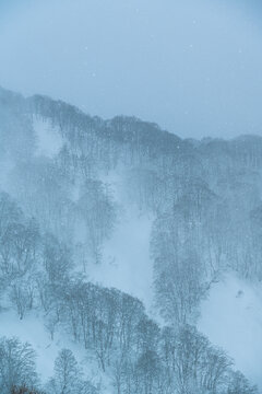 Forest in the mountain covered in snow ang fof during the winter season in the mountains of Niigata, Japan.