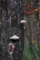 Couple Of Light Colored Bracket Mushrooms Attached To The Textured Dark Bark Of A Tall Tree In A Dense Forest.