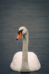 Fototapeta premium white swan on the lake