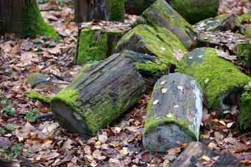 Sawn Wood Sections Carpeted In Vibrant Green Moss Scattered Across A Forest Floor Covered In Brown Foliage.