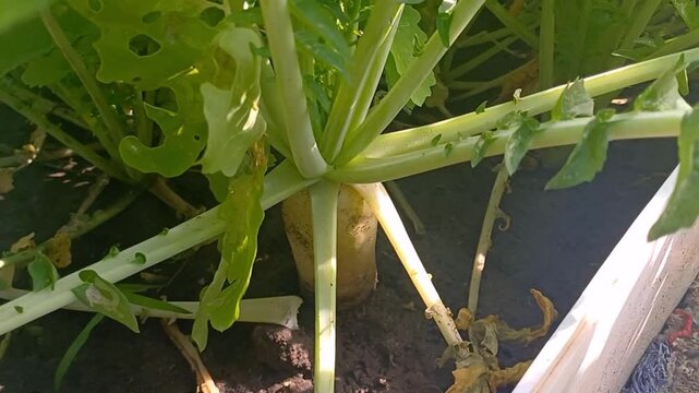 Daikon radish fruit in the garden. Growing daikon in the backyard. Healthy root vegetable with vitamins