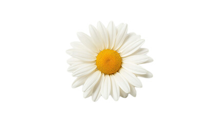 Beautiful and delicate white daisy flower with a vibrant yellow center, elegantly isolated on a pure white background, symbolizing natural beauty, freshness, and purity