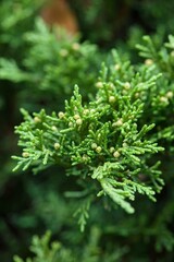 Fototapeta premium Plant list 2025 - Juniperus sabina (Tamariscifolia)
