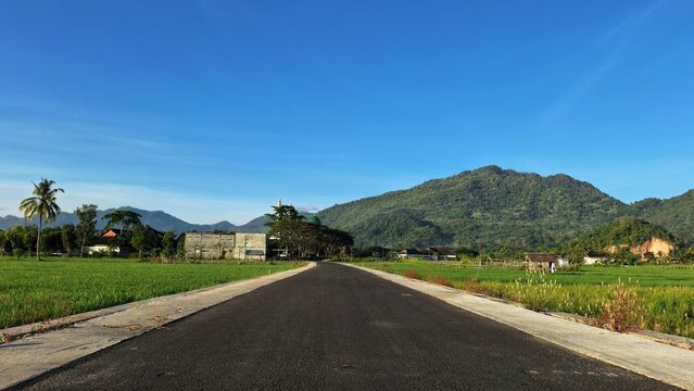Asphalt road in the middle of rice fields with a background of trees and mountains.