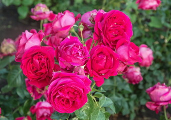Bright pink rose buds in a flower bed