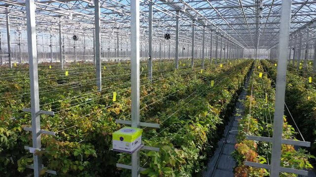 Side drone flight along raspberry greenhouse rows