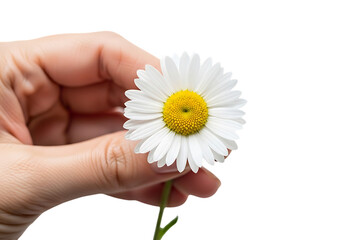 A delicate daisy held gently between fingers, symbolizing innocence and new beginnings.