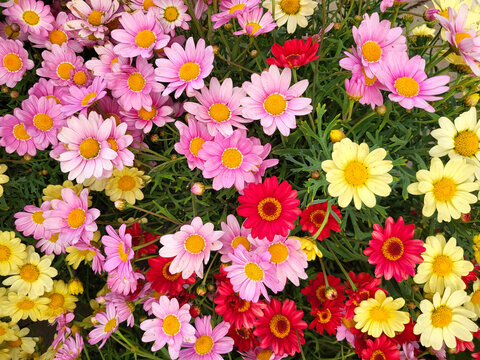 Colorful Argyranthemum , chrysathemum flowers, Paris daisies, marguerite. Daisy flowers in the garden