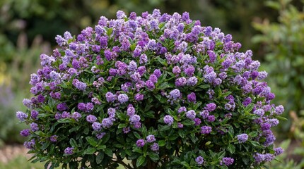 Obraz premium Beautiful flowering lilac lilyturf bush with purple flowers and green leaves in garden setting