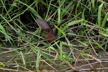 Obraz premium snail on a leaf
