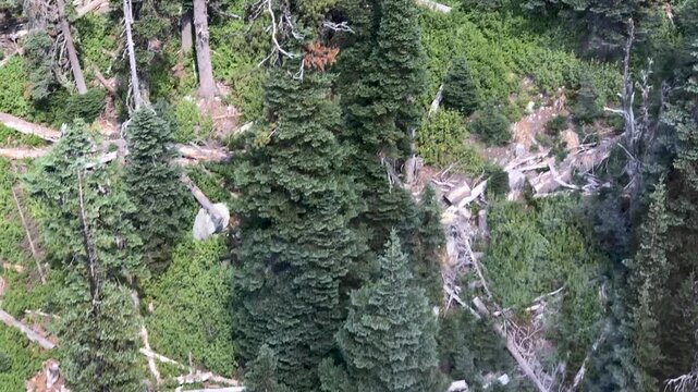 Whistler Mountain Forest from the chairlift, Blackcomb mountain in British Columbia on a sunny summer day