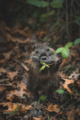 Hungry Baby Nutria (Myocastor Coypus)