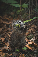 Baby Nutria Picking Blackberry Leaves (Myocastor coypus)