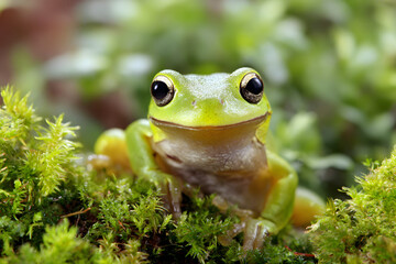 Frog sitting on green moss in a forest during daylight in a natural setting