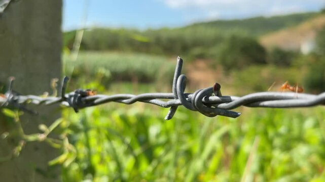 Ants travel along a twisted barbed wire knot, demonstrating cooperation and motion with green rural crops forming the background. Natural behavior.