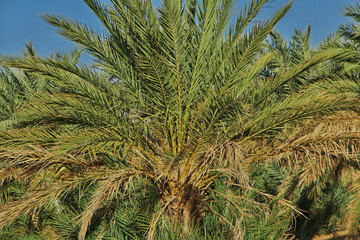 Fototapeta premium Oasis close of medieval old city Ouadane, Mauritania