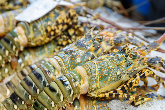 Fresh spiny lobsters (langustas) at food market. Achelata on ice