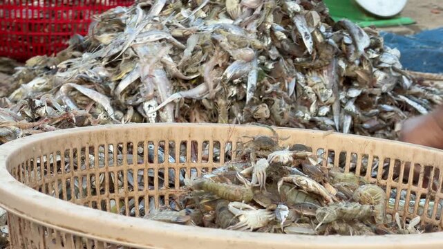 Fishermen separate mixed bycatch on the ground, hands moving quickly through small fish and shells, reflecting routine handling of incidental marine species after fishing trips. Coastal fishing