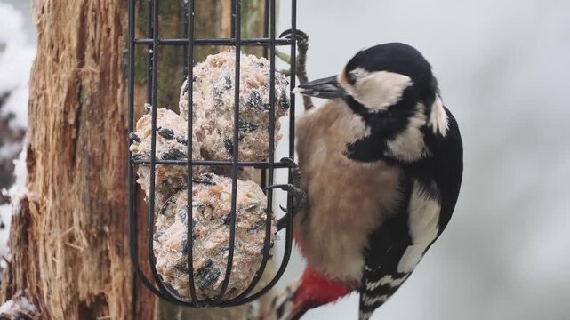 Buntspecht, Great Spotted Woodpecker, Dendrocopos major