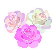 Rose flowers. Vector illustration. Roses in pink color, icons for design. Flower with petals. Love, romance flowers. Vector icons. Love symbol. For gifts, Valentine's Day, birthday, cards, decoration
