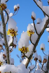 Hamamelis witch hazel tree covered with snow in winter