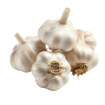 Clustered organic garlic bulbs