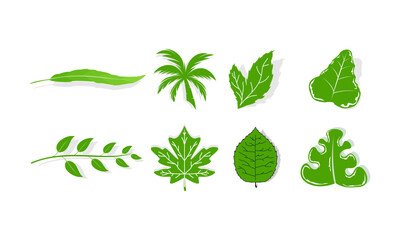 Set of plant leaves vector design