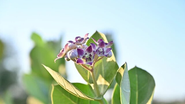Calotropis procera with blue sky, beautiful flower, flowers with green leaves, 