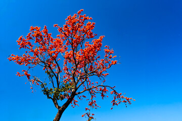 autumn leaves against blue sky