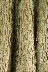 Fototapeta premium Plant list 2025 - Celtis occidentalis L.
