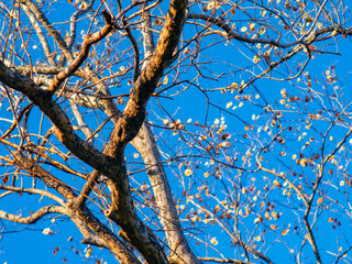 Bare Deciduous Tree Branches with Brown Seed Pods Against Clear Blue Sky