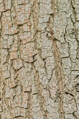 Obraz premium Plant list 2025 - Cerasus mahaleb (L.) Mill.