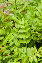 Obraz premium Plant list 2025 - Berula erecta