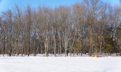Leafless trees stand tall in snowy forest, capturing stark beauty of late winter near Greenlane Reservoir, Pennsburg, Pennsylvania, U.S
