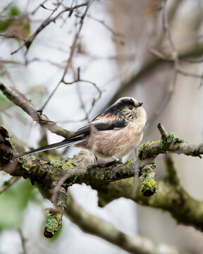 Long tailed tit (Aegithalos caudatus) common in woodlands gardens across Europe