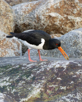 Eurasian Oystercatcher (Haematopus ostralegus) - Common on rocky coasts across Europe