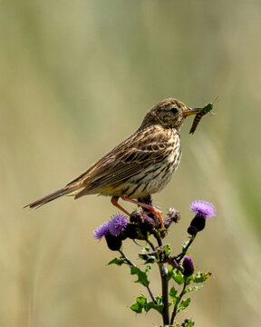 Meadow Pipit (Anthus pratensis) - Common in grasslands and uplands across Europe