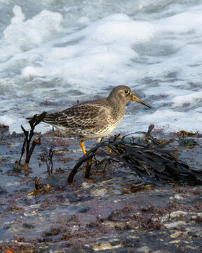 Purple Sandpiper (Calidris maritima) common on rocky shores across North Atlantic