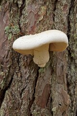 Close-up of veiled oyster mushroom (Pleurotus dryinus), also known as the scaly oyster mushroom or the bindet sideling, growing on a tree trunk in summer, Saaremaa, Estonia, Europe.