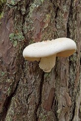 Close-up of veiled oyster mushroom (Pleurotus dryinus), also known as the scaly oyster mushroom or the bindet sideling, growing on a tree trunk in summer, Saaremaa, Estonia, Europe.
