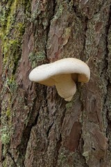 Close-up of veiled oyster mushroom (Pleurotus dryinus), also known as the scaly oyster mushroom or the bindet sideling, growing on a tree trunk in summer, Saaremaa, Estonia, Europe.